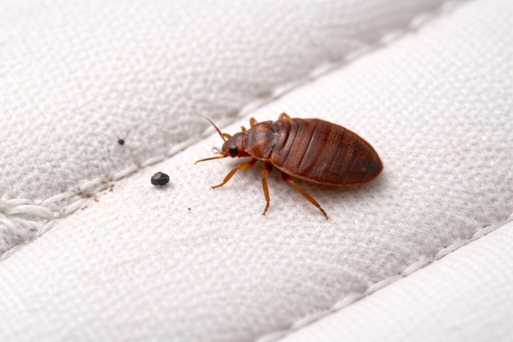 bedbug wordpress optimized